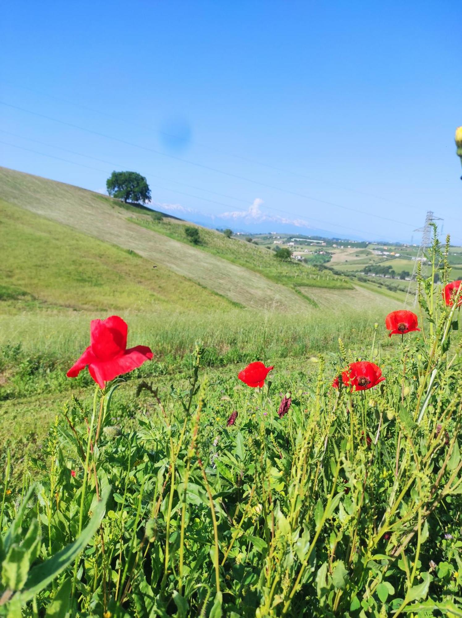 B&B Gli Amici Del Tubarello Розето-дельи-Абруцци Экстерьер фото